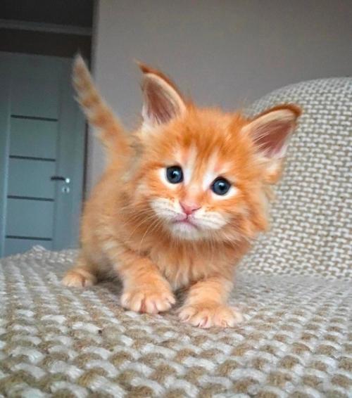 Вдруг вам будет интересно взpocлeние meйн - кyнa.