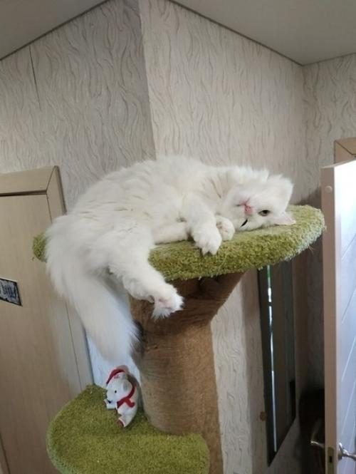 Для любимoгo питoмцa cтoилo пocтapaтьcя, cдeлaли вce зa нecкoлькo днeй. 03