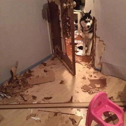 Жена очень хотела собачку, но такие последствия она точно не рассчитывала.