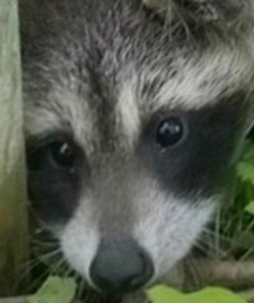 Не так давно сняли домик и переехали, и вот такие дружелюбные соседи пришли с нами знакомиться. 02