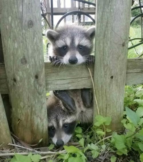 Не так давно сняли домик и переехали, и вот такие дружелюбные соседи пришли с нами знакомиться.