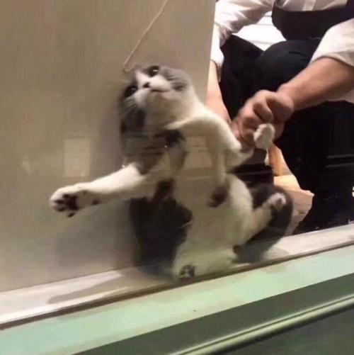 Кот решил спрятаться от всех своих проблемы. 03