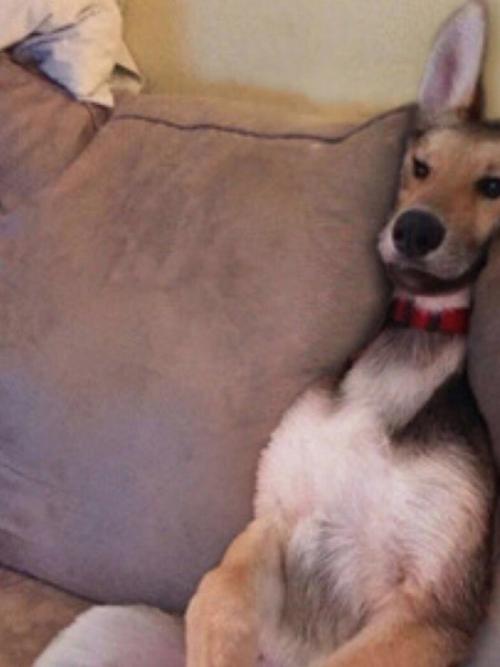 Вот такую картину я недавно в гостиной комнате увидела. 02