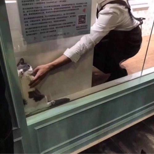 Кот решил спрятаться от всех своих проблемы. 01