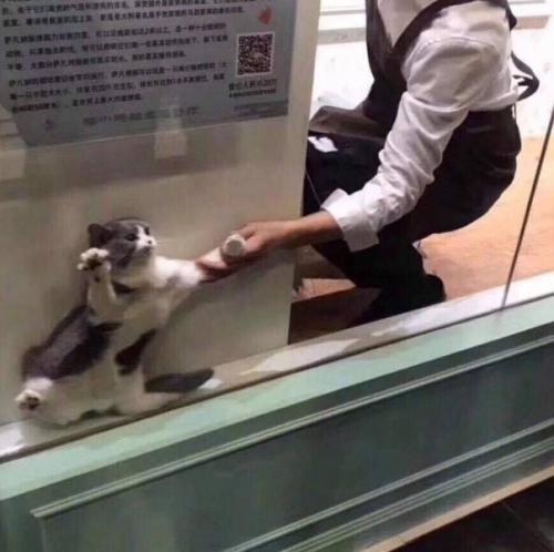 Кот решил спрятаться от всех своих проблемы. 02