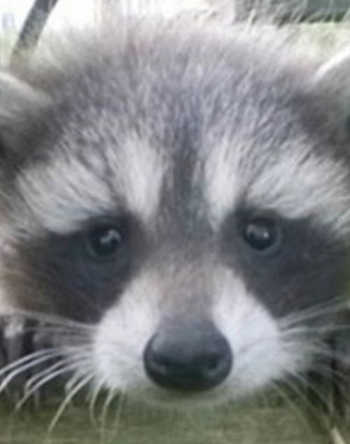 Не так давно сняли домик и переехали, и вот такие дружелюбные соседи пришли с нами знакомиться. 01