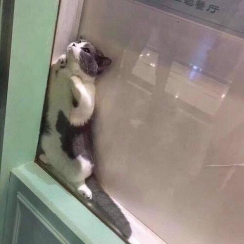 Кот решил спрятаться от всех своих проблемы.