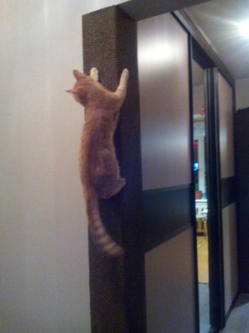 Наш котофей постоянно драл мебель и мы придумали такое решение.
