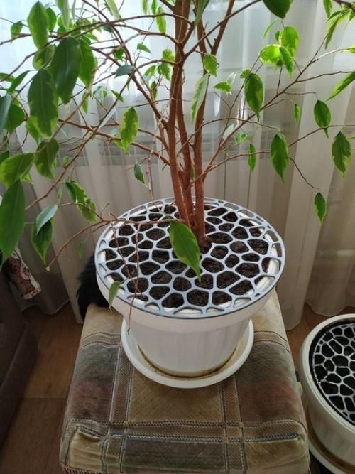 Когда в доме проживают кошки, то очень часто приходиться забыть о домашних растениях. 01