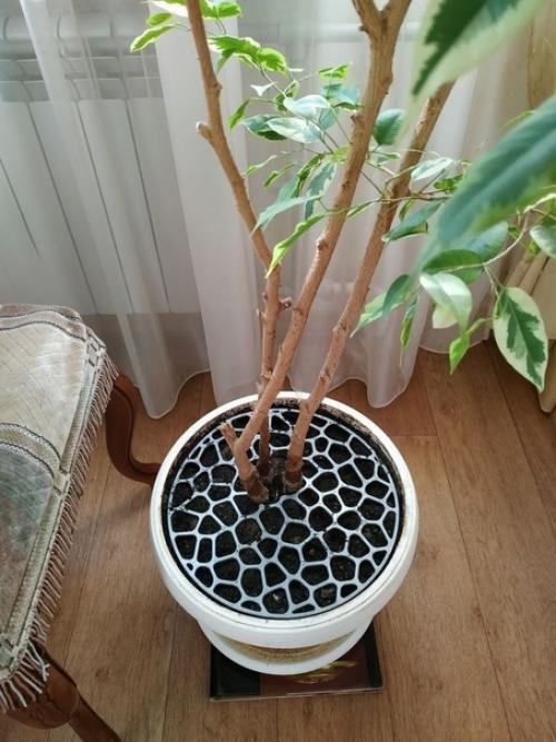 Когда в доме проживают кошки, то очень часто приходиться забыть о домашних растениях.  