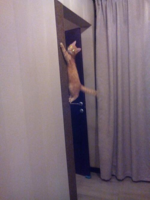 Наш котофей постоянно драл мебель и мы придумали такое решение. 01