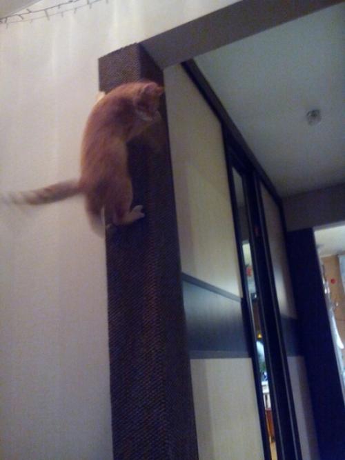 Наш котофей постоянно драл мебель и мы придумали такое решение. 02