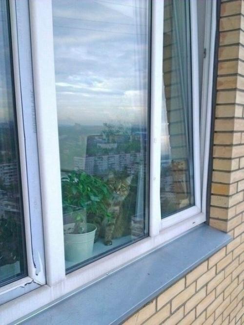 Нет, это не городской альпинист, это аниматор, приглашенный для радости и увлечения любимых котов! 01