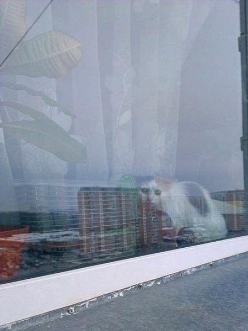 Нет, это не городской альпинист, это аниматор, приглашенный для радости и увлечения любимых котов! 03