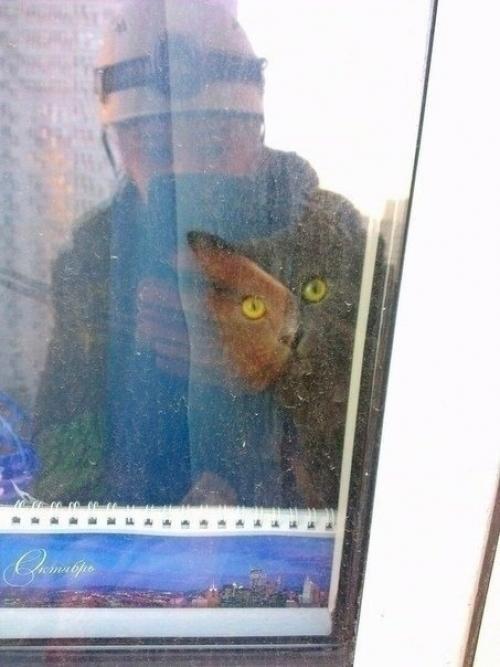 Нет, это не городской альпинист, это аниматор, приглашенный для радости и увлечения любимых котов! 02