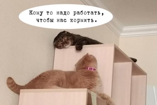 Бывает, что коты диктуют свои правила и хозяева становятся для них слугами.