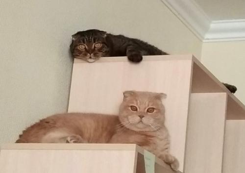 Бывает, что коты диктуют свои правила и хозяева становятся для них слугами. 02