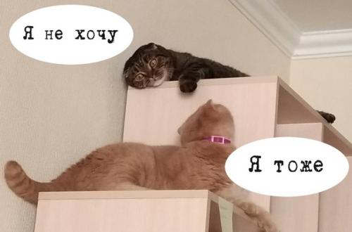 Бывает, что коты диктуют свои правила и хозяева становятся для них слугами. 01