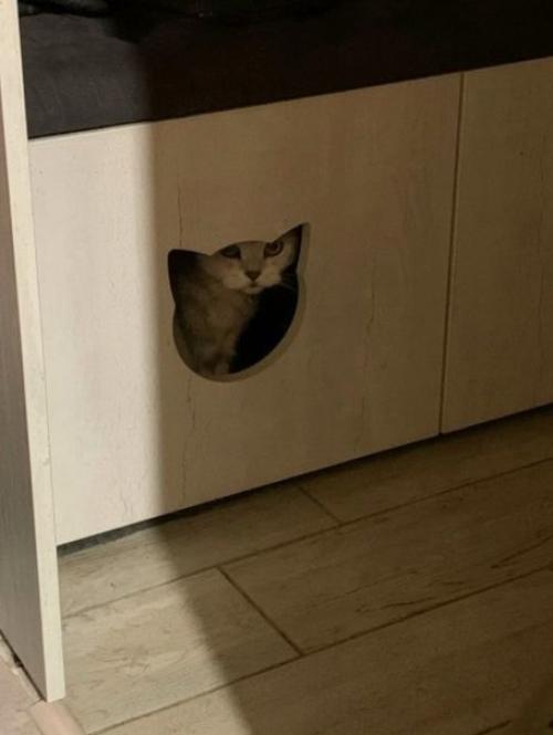 Вы видели некоторые кошачьи лотки, которые не слишком красивы для глаз? 01