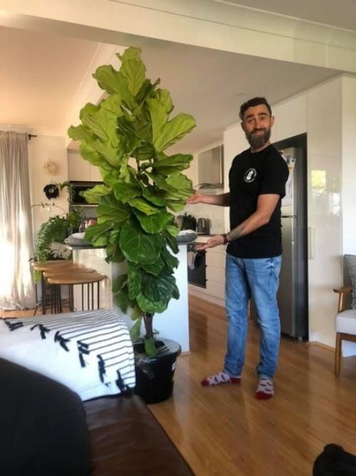 В квартире без растений ни куда. 02