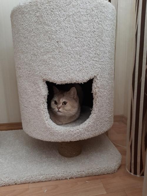 Когда хозяева настолько любят своего питомца, что сделали для него отдельное жильё в квартире. 03