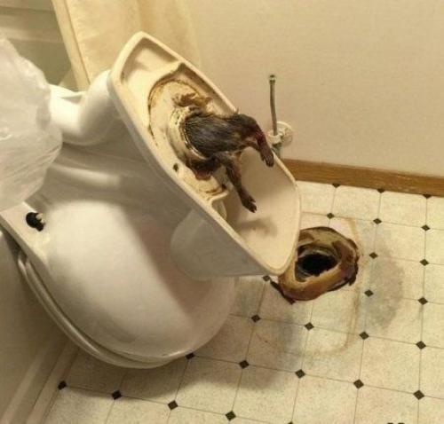 Долгое время возникала проблема с тем, что унитаз перестал смывать воду.