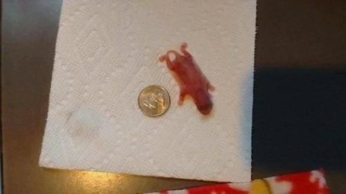 Молодо человек из Америки у себя на участке обнаружил детеныша непонятного зверька, очень напоминал крысу. 01