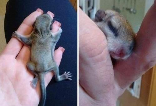 Молодо человек из Америки у себя на участке обнаружил детеныша непонятного зверька, очень напоминал крысу. 04