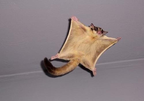 Молодо человек из Америки у себя на участке обнаружил детеныша непонятного зверька, очень напоминал крысу. 07