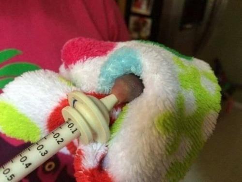 Молодо человек из Америки у себя на участке обнаружил детеныша непонятного зверька, очень напоминал крысу. 02