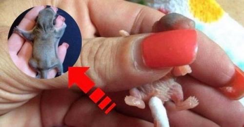 Молодо человек из Америки у себя на участке обнаружил детеныша непонятного зверька, очень напоминал крысу. 03