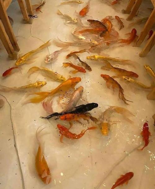 Кафе с живыми рыбками в Таиланде. 02