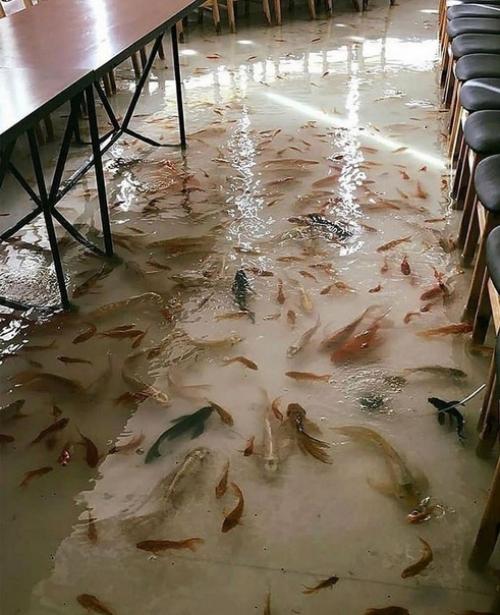 Кафе с живыми рыбками в Таиланде. 01