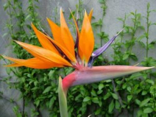 Какие растения можно использовать для создания уютной атмосферы в квартире. 6 неприхотливых, но эффектных растений для домашнего уюта