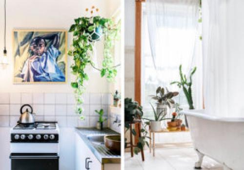 Какие растения можно использовать для создания уютной атмосферы в квартире. 6 неприхотливых, но эффектных растений для домашнего уюта