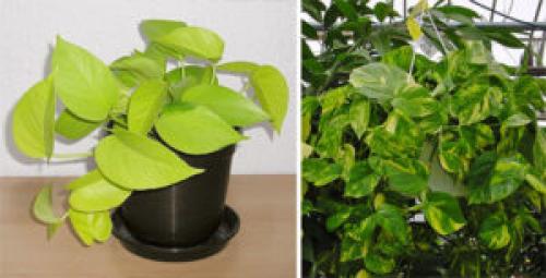 Какие растения можно использовать для создания уютной атмосферы в квартире. 6 неприхотливых, но эффектных растений для домашнего уюта