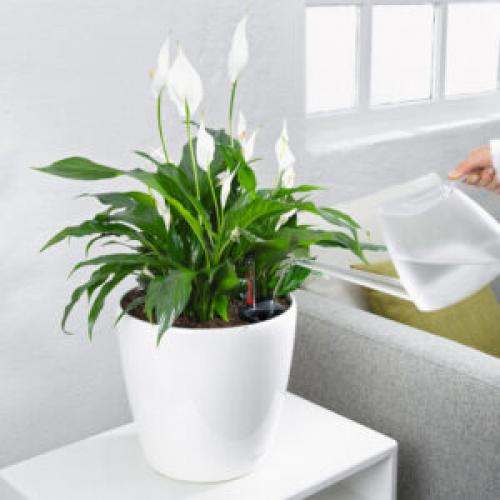 Какие растения можно использовать для создания уютной атмосферы в квартире. 6 неприхотливых, но эффектных растений для домашнего уюта