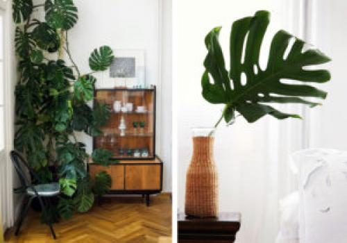 Какие растения можно использовать для создания уютной атмосферы в квартире. 6 неприхотливых, но эффектных растений для домашнего уюта