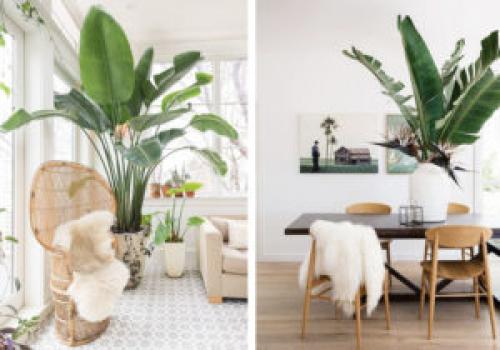 Какие растения можно использовать для создания уютной атмосферы в квартире. 6 неприхотливых, но эффектных растений для домашнего уюта