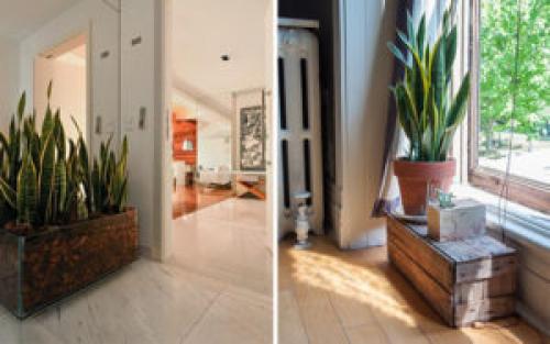 Какие растения можно использовать для создания уютной атмосферы в квартире. 6 неприхотливых, но эффектных растений для домашнего уюта