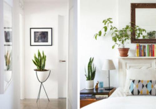 Какие растения можно использовать для создания уютной атмосферы в квартире. 6 неприхотливых, но эффектных растений для домашнего уюта